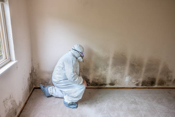 Trusted Cape Coral, FL Mold Removal Experts